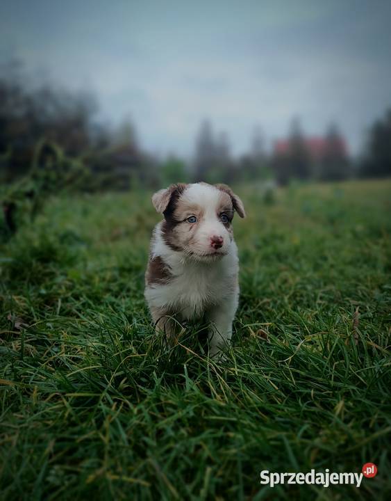 Border collie szczeniaki