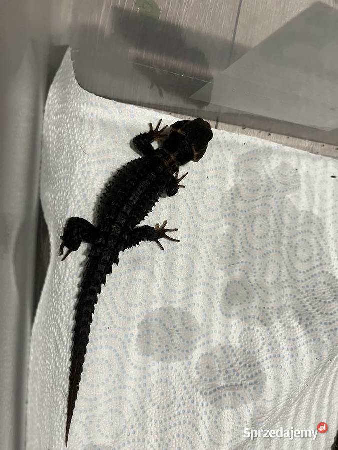Para scynków krokodylowych Tribolonotus gracilis Rybnik sprzedam