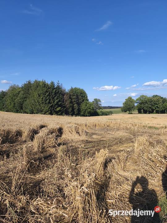 NA Sprzedaż DZIAŁKA ROLNA W ŁYCZAKOWIE świętokrzyskie Łyczaków