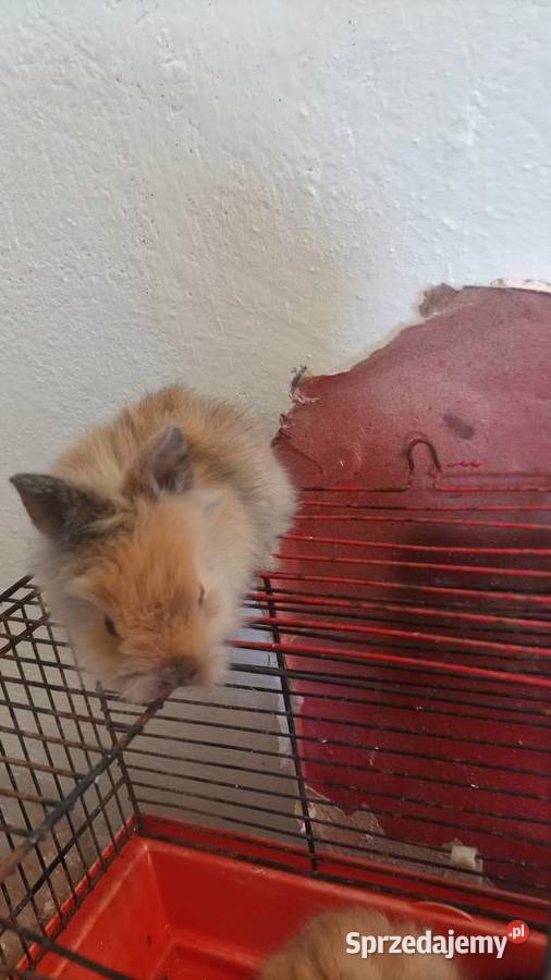 Sprzedam miniaturki małopolskie Gierałtowiczki