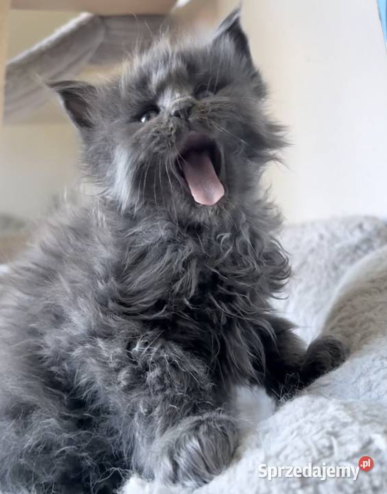 Maine Coon niebieski kocurek dolnośląskie Wińsko sprzedam