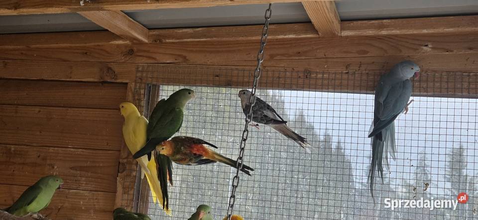 Sprzedam papugi widoczne na zdjęciach