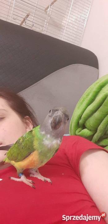 Afrykanka senegalska