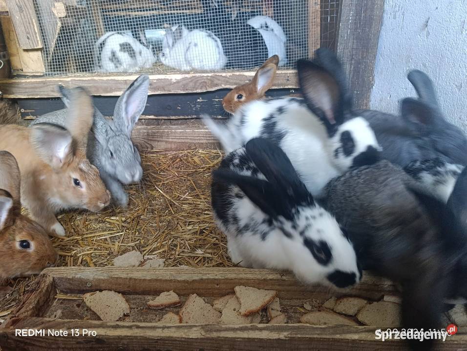 Sprzedam króliki Ciasna