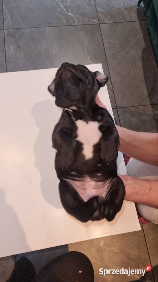 Staffordshire Bull Terrier Stafik Staffik Zabrze sprzedam