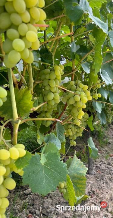 Sadzonki winogron Solaris Wysokiej jakości wino Łazy Brzyńskie