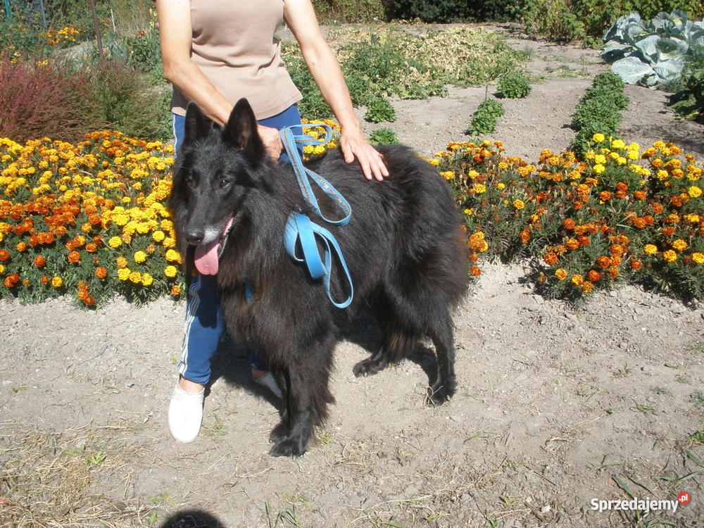 Owczarek Belgijski szczeniaki 100 Toruń