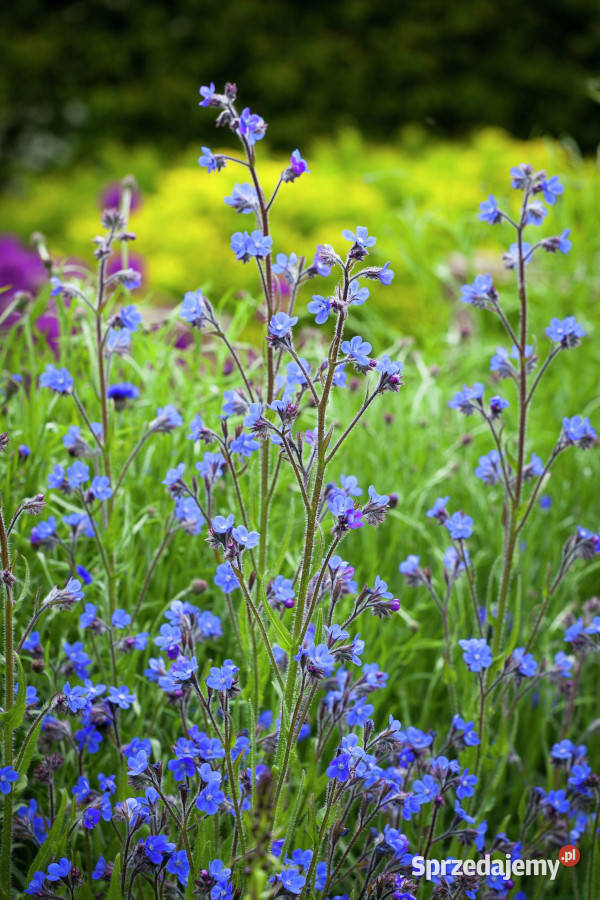 FARBOWNIK LAZUROWY Dropmore sadzonki w kujawsko-pomorskie Ustronie