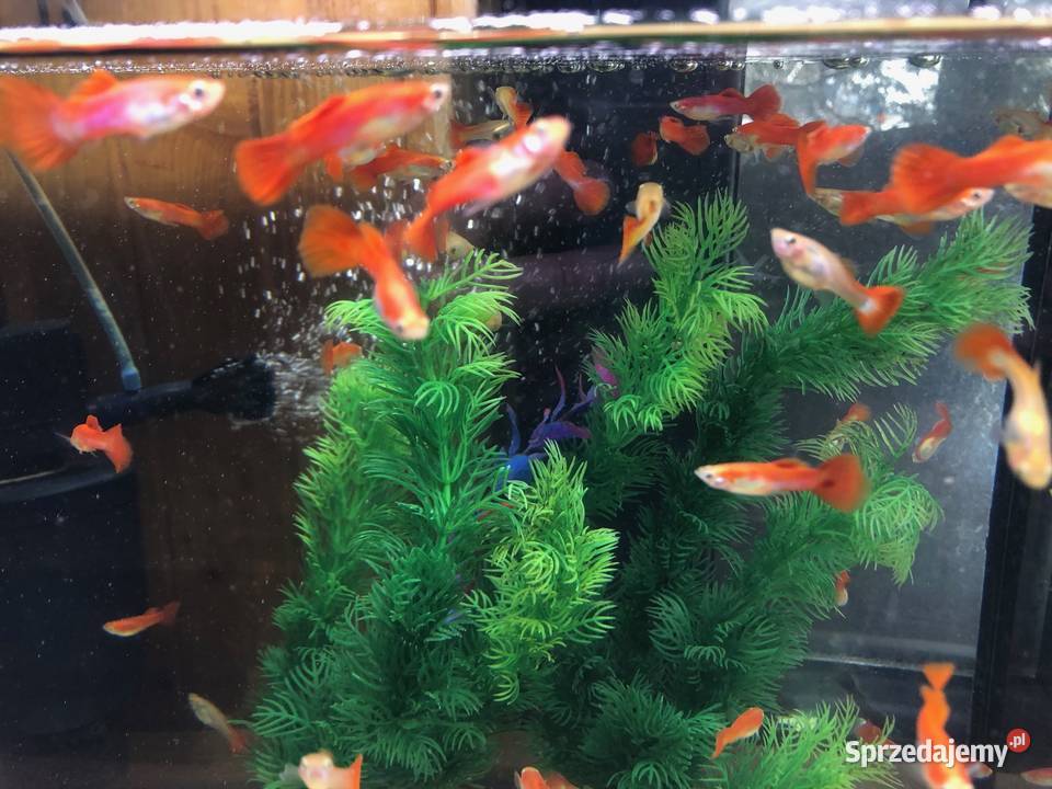 Gubik czerwony Ryby Justynów