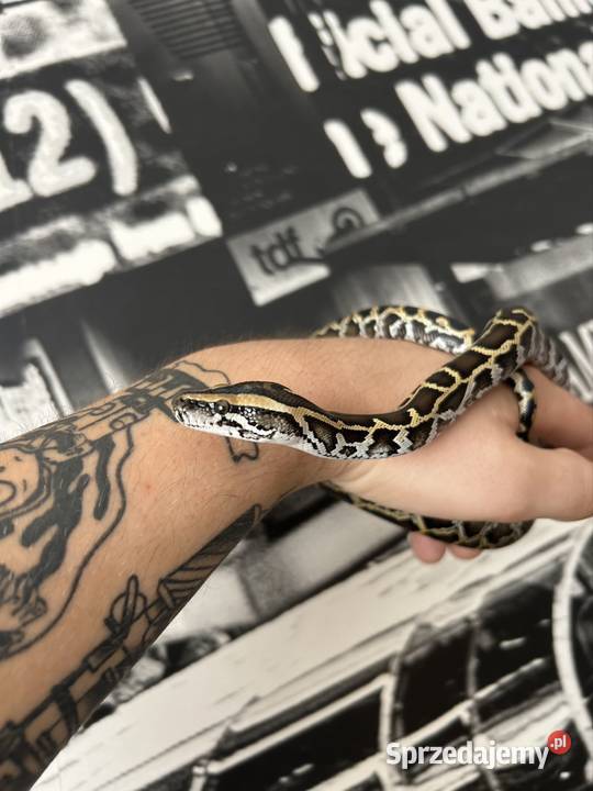 Pyton Birmański Classic 100 het Pied 50 albino Suchedniów sprzedam