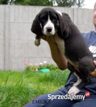 Dogi niemieckie dog niemiecki szczenięta z rodow Toruń