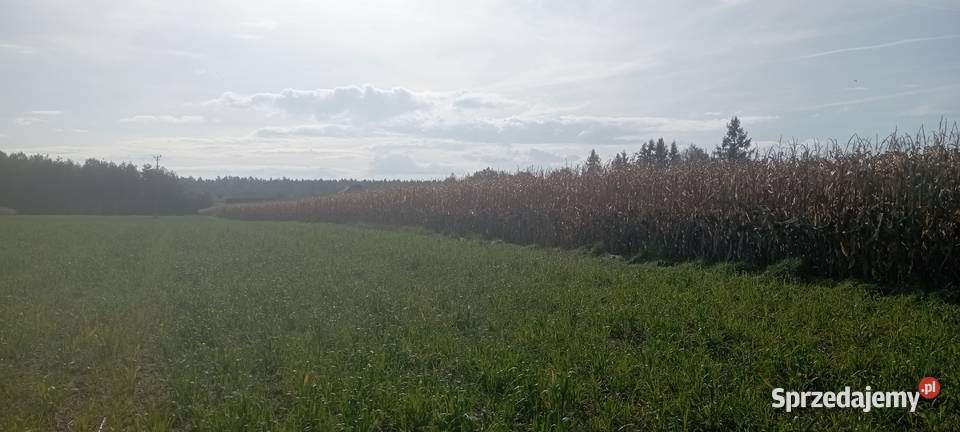 Działka budowlana 750 m Międzyrzecze Przeczna sprzedam