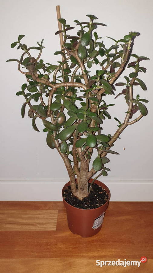 Grubosz crassula drzewko szczęścia duże Warszawa
