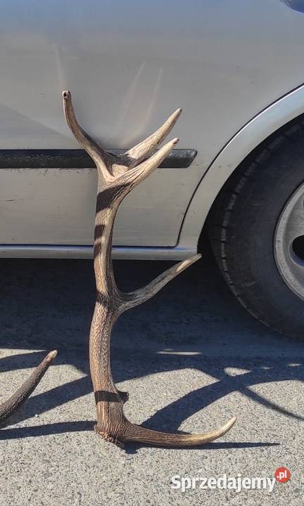 Poroże jelenia Wydrze sprzedam
