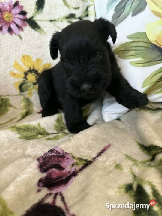 Sznaucer miniaturowy czarny sunie kujawsko-pomorskie Solec Kujawski sprzedam