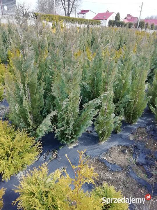 Tuja brabant już 12 śląskie