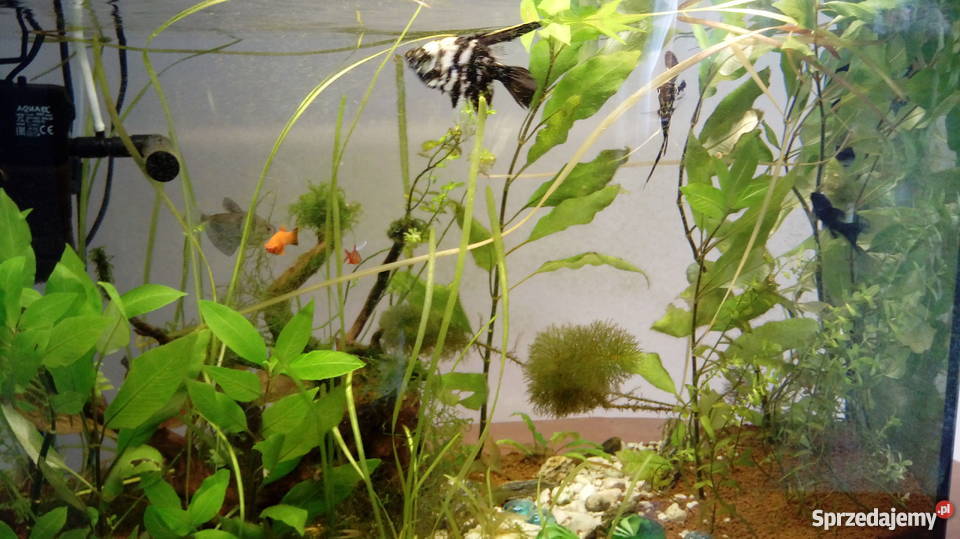Akwarium 70l z życiem mazowieckie Tocznabiel