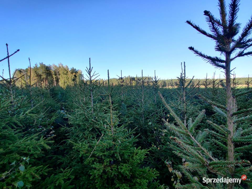 Sprzedam choinki Marusy