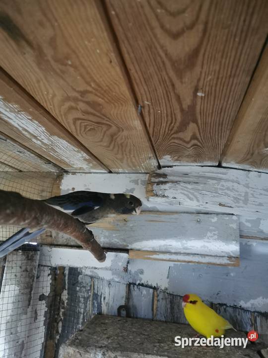 Ptaszki że zdięcia zmienią woliere Maryszewice sprzedam