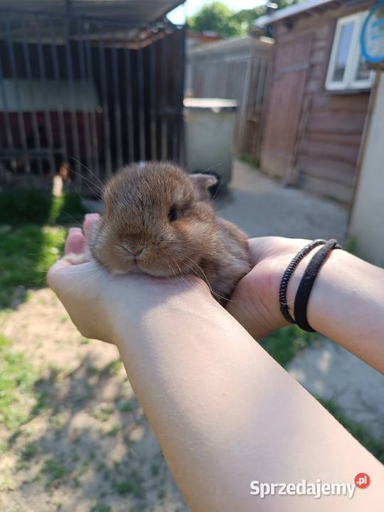 Króliczki Mini Lop Jaśliska