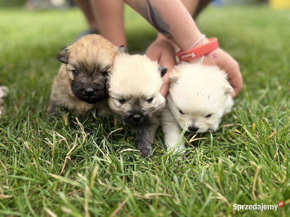 Pomeranian szpic miniaturowy na kolanka Półchleb