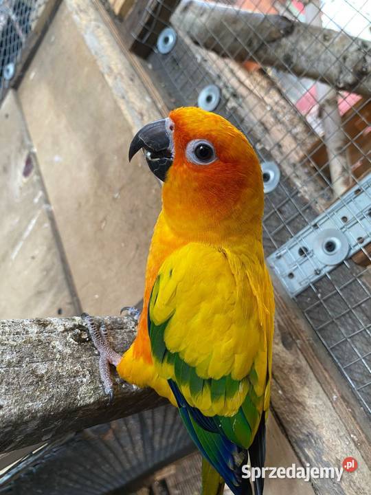 Sprzedam konury słoneczne Damasławek