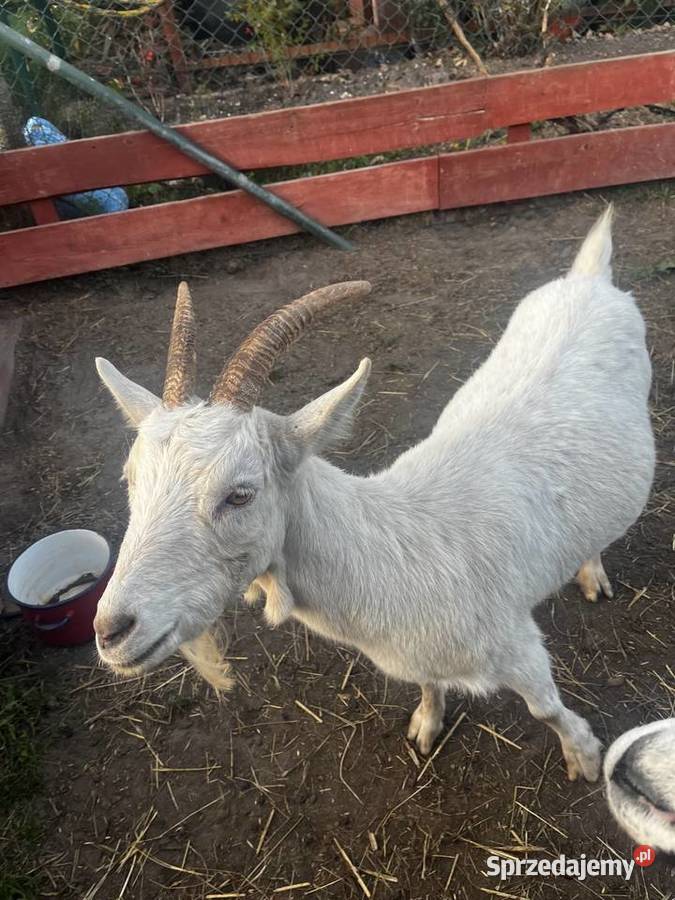 Owce Kameruńskie Baran Świętego Jakuba świętokrzyskie Kielce sprzedam
