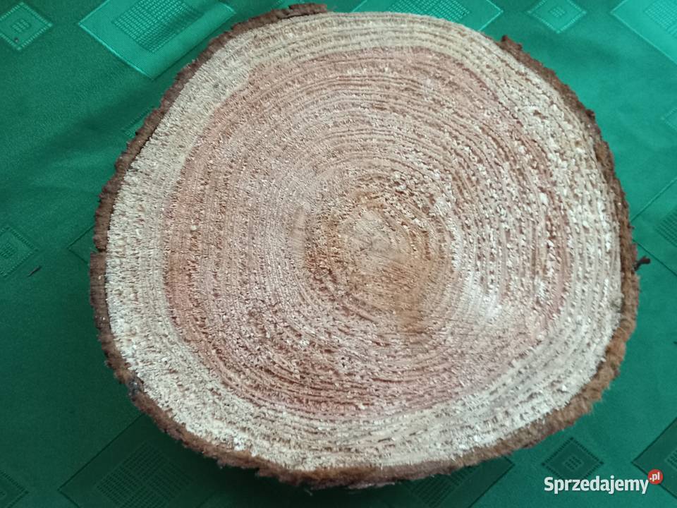Duży krążek z naturalnego drewna Łódź sprzedam