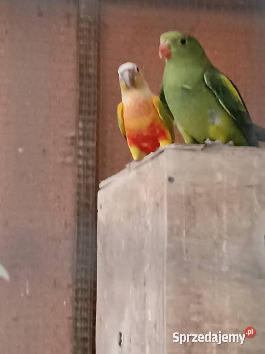 Sprzedam papugę rudosterke Drawsko