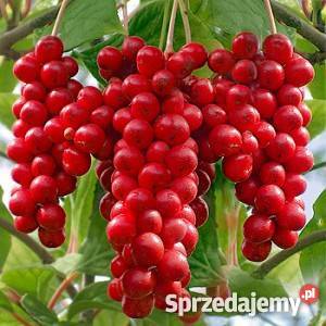 HIT Cytryniec chiński u Nas wielkopolskie Poznań