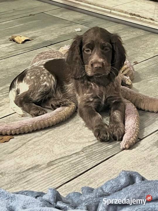 Szczenięta Polski Spaniel Myśliwski Warszawa
