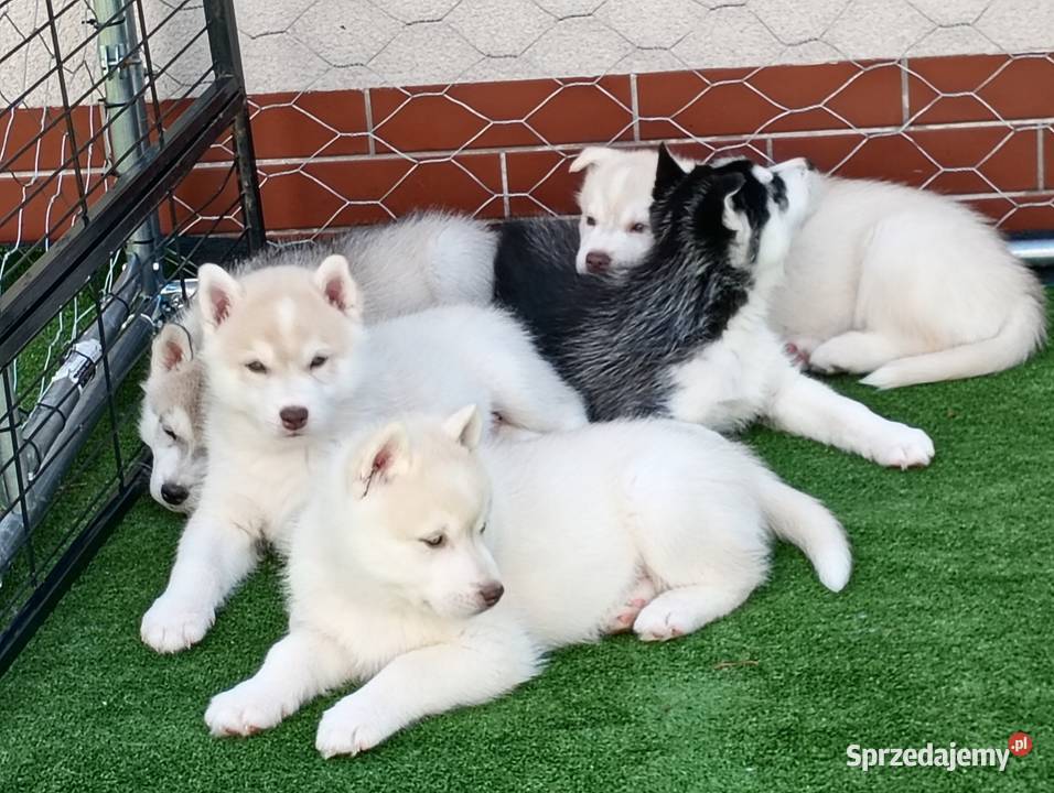 Siberian husky boy Racibórz