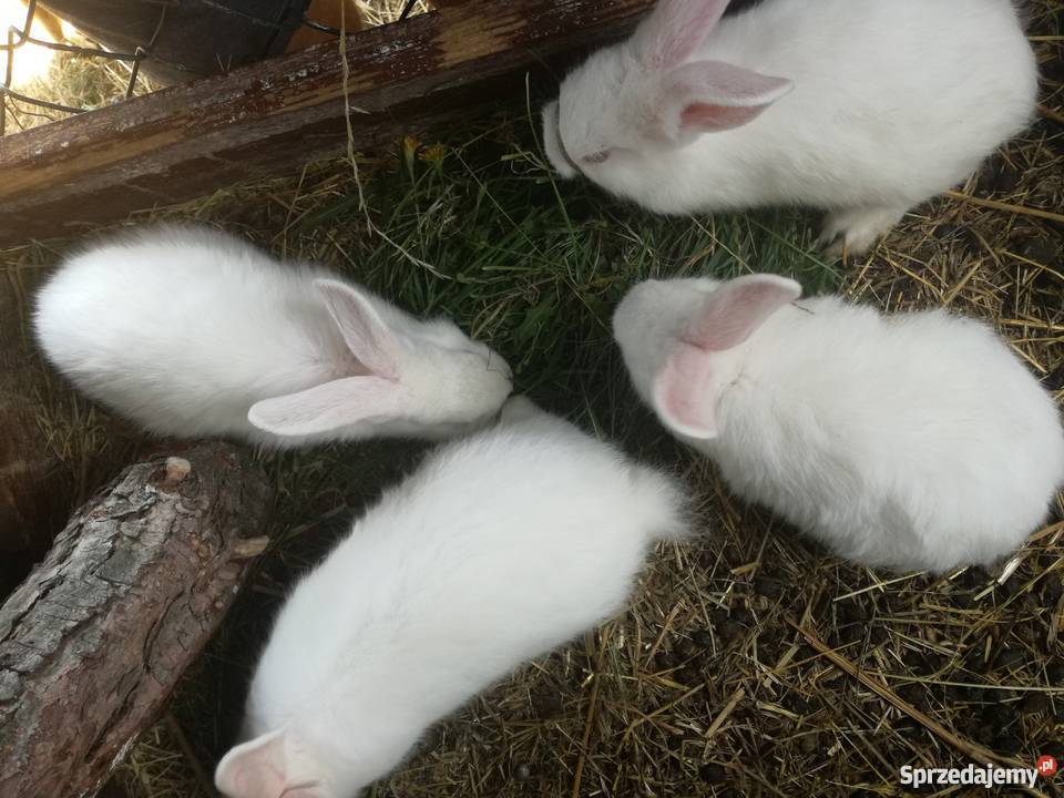 Sprzedam Młode Króliki Rozpłucie Pierwsze