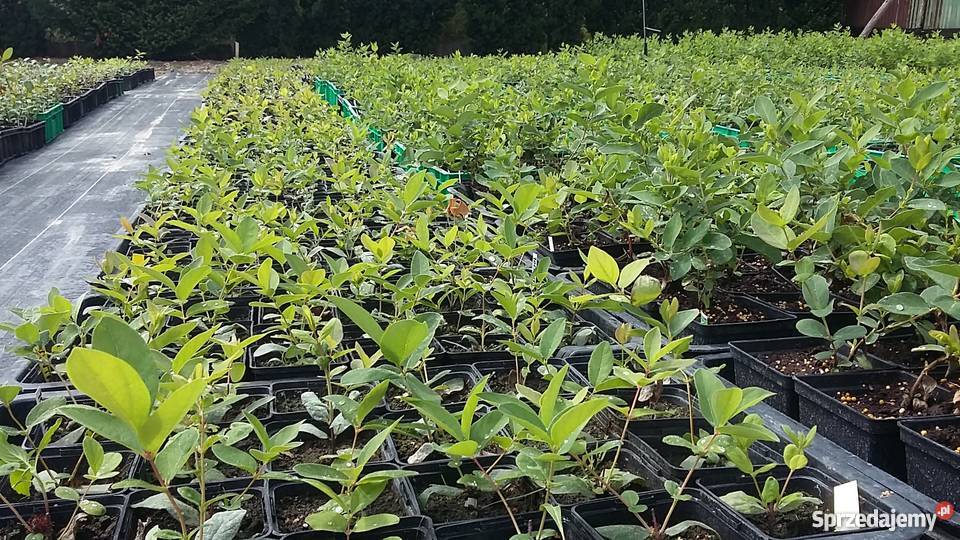 Jagoda Kamczacka szkółka sadzonki różny wiek i lubelskie Lublin sprzedam