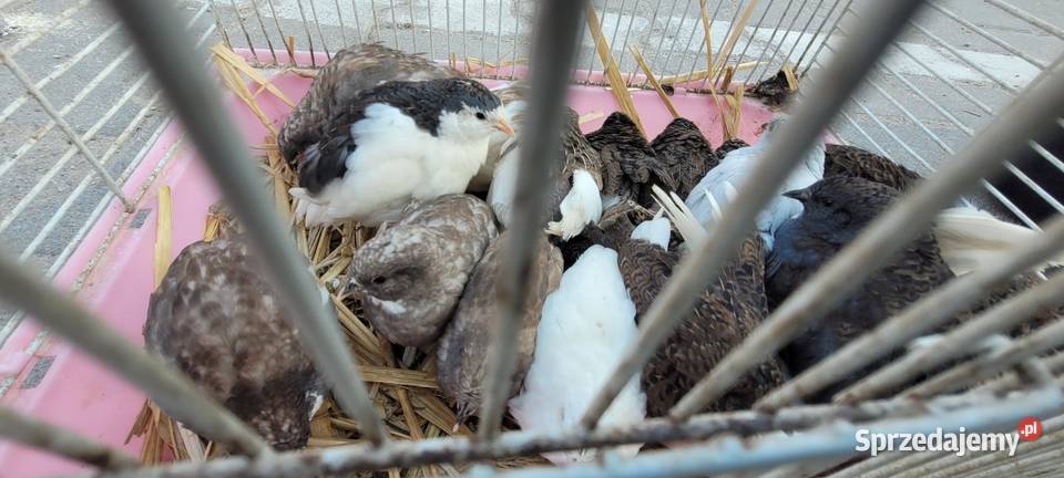 Przepiórki chińskie Ptaki