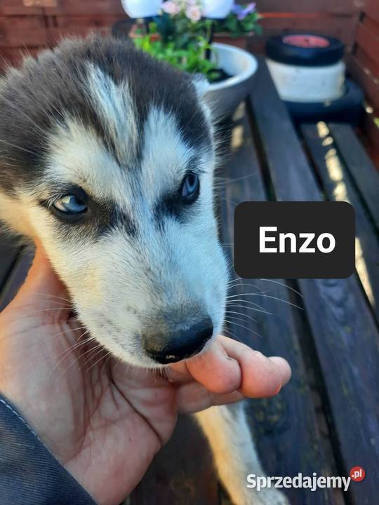 Syberiany husky sprzedam