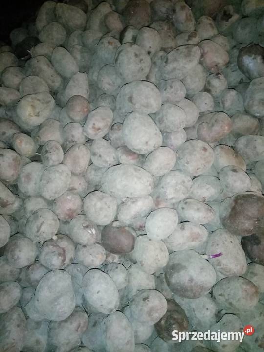 Ziemniaki jadalne Dymitrów Mały