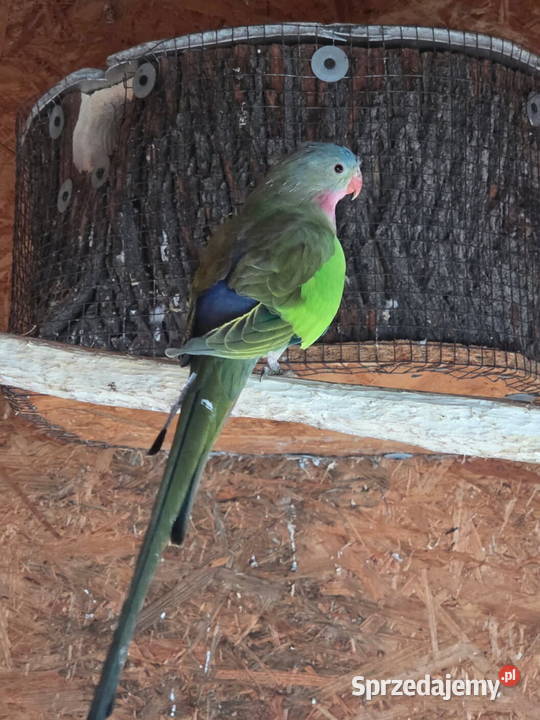 Księżniczka walli Pększyn sprzedam