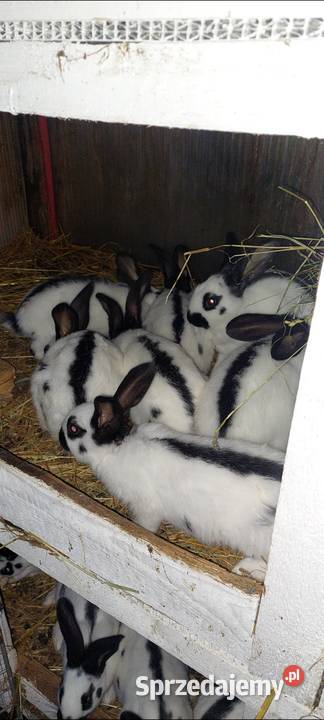 Sprzedam mlode kroliki srokacz niemiecki pomorskie Skarszewy