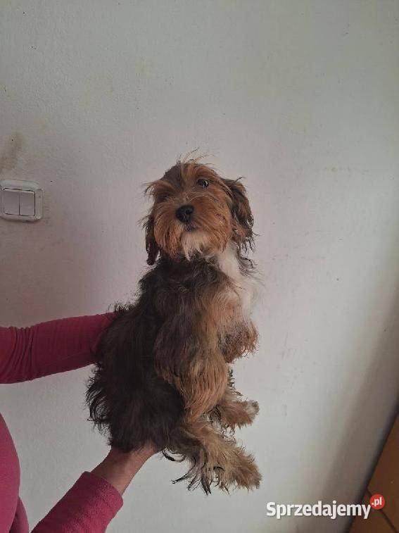 York Terrier York świętokrzyskie Starachowice sprzedam