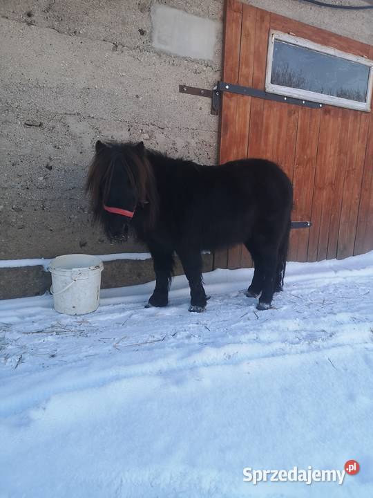 Sprzedam klacz kucyk kuc szetlandzka Suchowola sprzedam