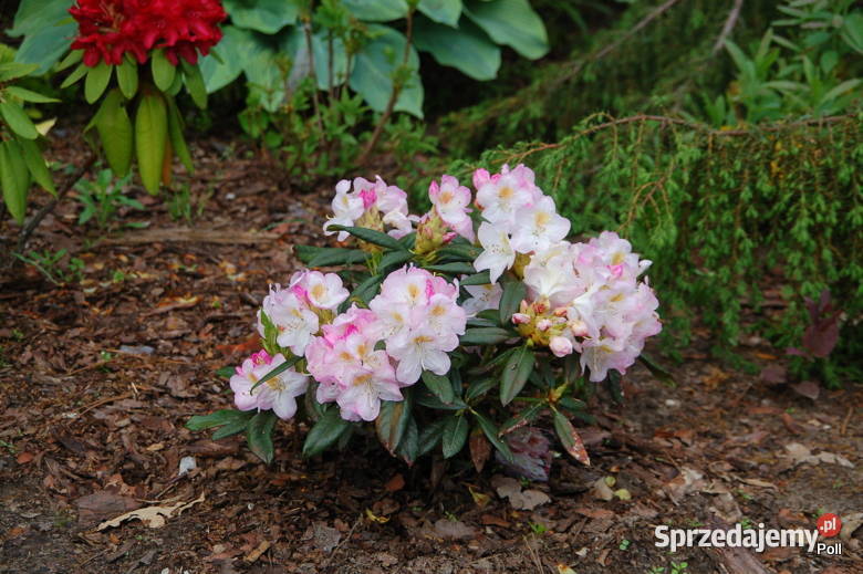 Rózanecznik Brigitte Rhododendron Brigitte C5 Grójec