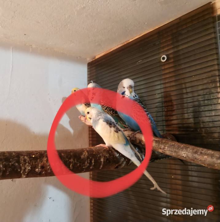 Papużki faliste samiczki sprzedam