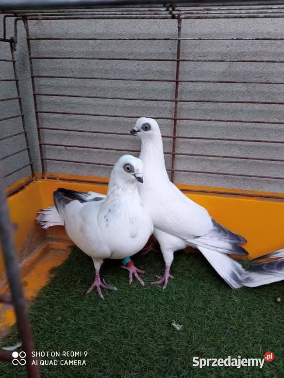 Wysyłka 40 Winerki Winerek Samiec Samica Para Przeworsk