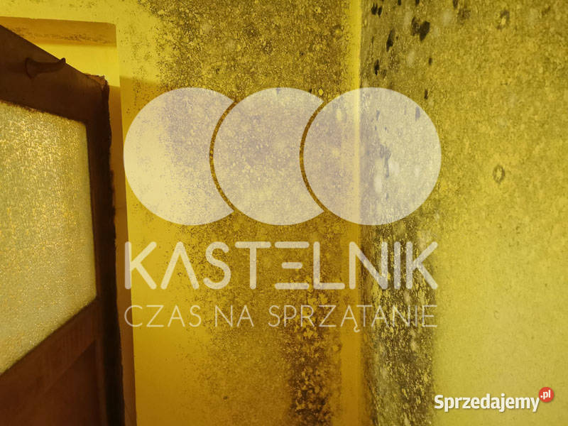 Odgrzybianie ścian Dębno Kastelnik Usuwanie