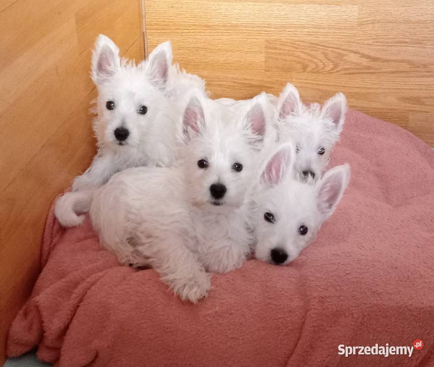West Highland White Terrier ZKwP FCI Częstochowa