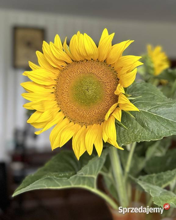 Słonecznik kwiatowy Zbuczyn sprzedam
