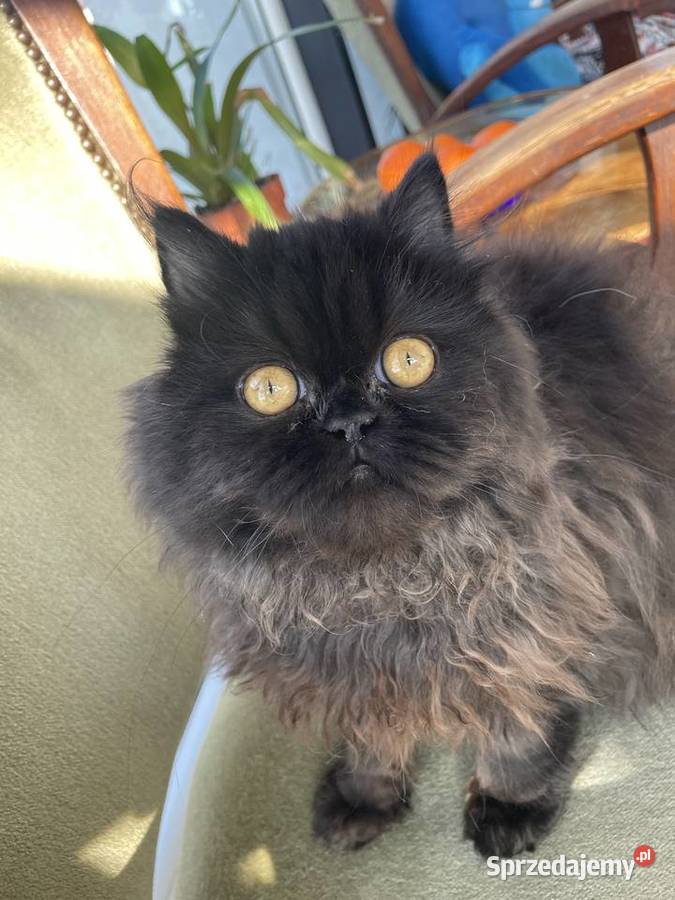 Perska czarno brązowa koteczka Stefania