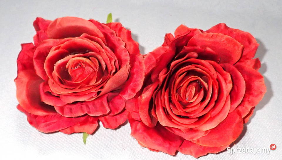 Róże rozwinięte różne kolory 1 śr 115 LA623