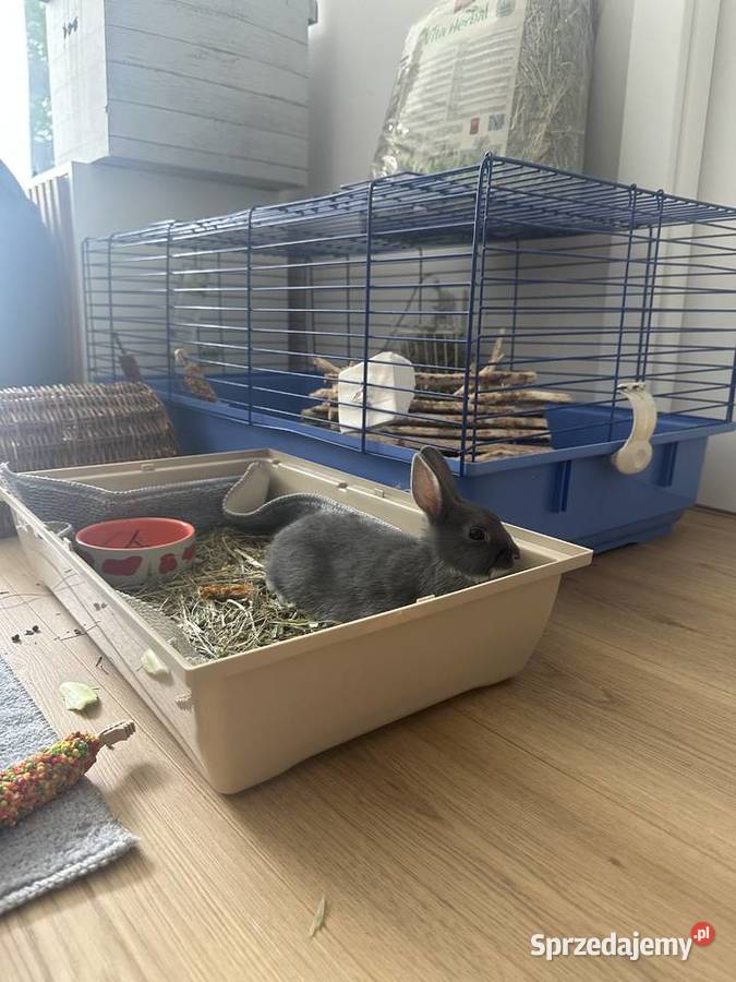Oddam króliki w ręce Pozostałe Rumia